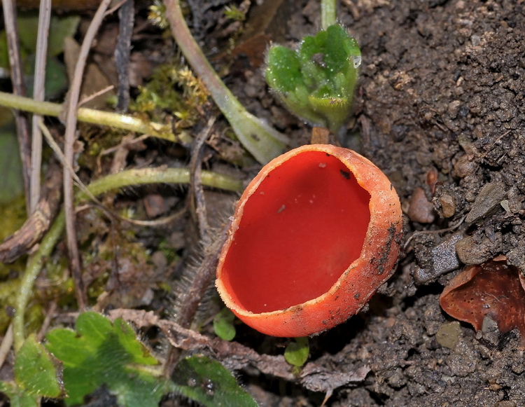 Sarcoscypha coccinea